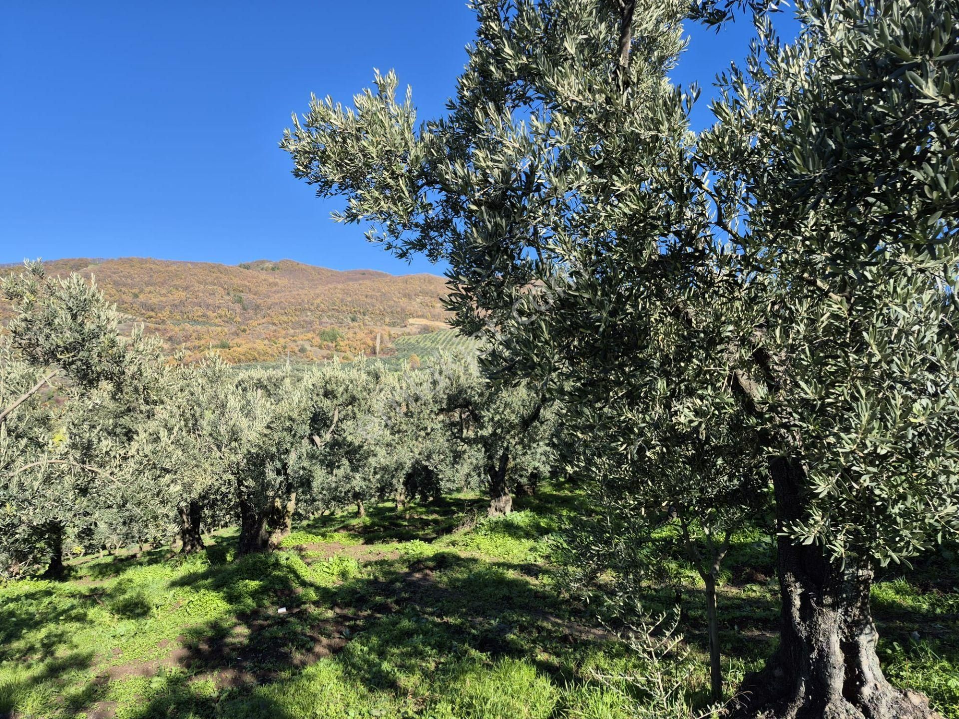 C21 Cius; Hamidiye Köyünde Yola Yakın Bakımlı Zeytinlik - Görsel 4