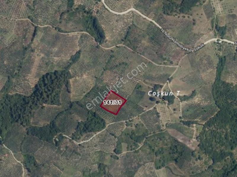 C21 Cius; Hamidiye Köyünde Yola Yakın Bakımlı Zeytinlik