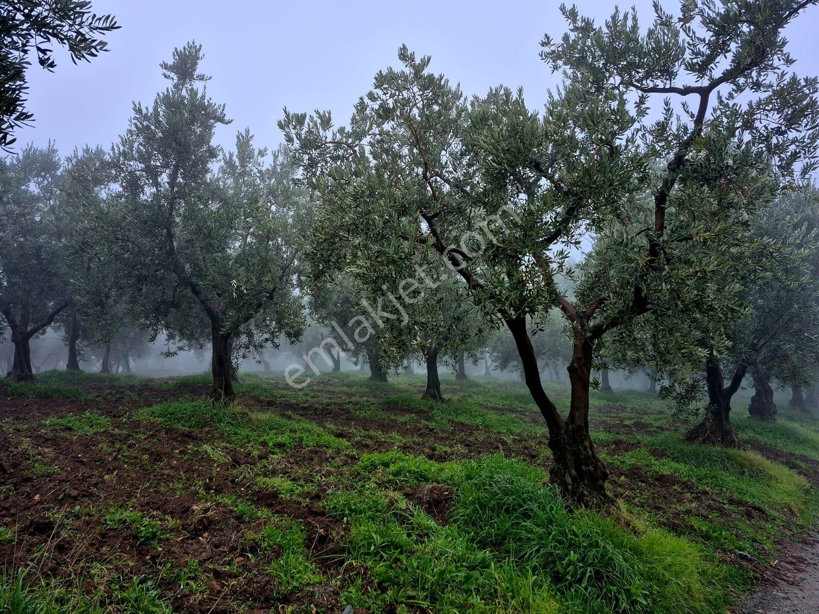 C21 Cius; Hamidiye Köyünde Yola 127 Mt Cepheli Zeytinlik - Görsel 4