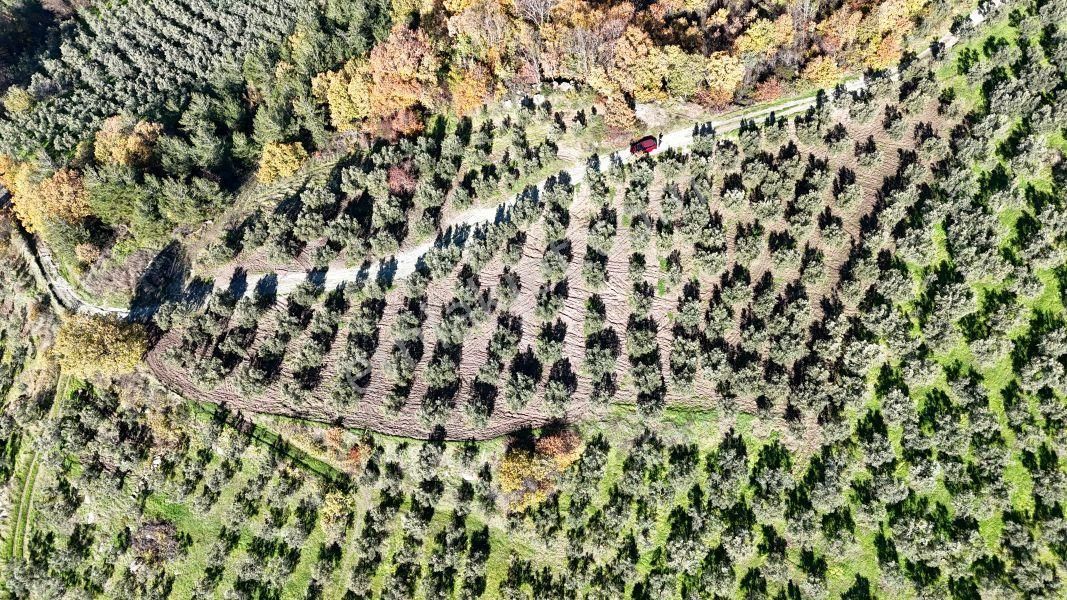 C21 Cius; Hamidiye Köyünde Yola 127 Mt Cepheli Zeytinlik - Görsel 2