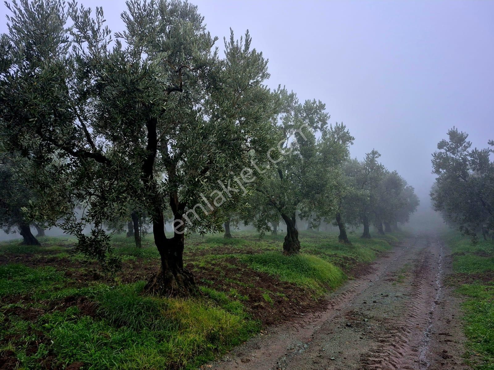 C21 Cius; Hamidiye Köyünde Yola 127 Mt Cepheli Zeytinlik - Görsel 7