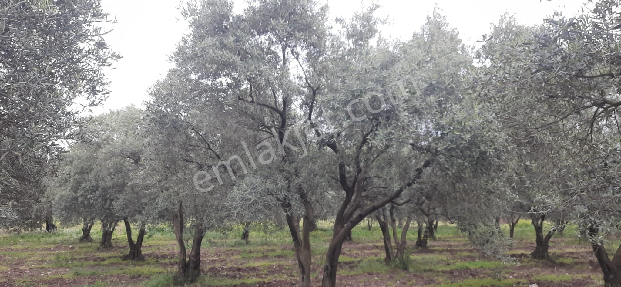 Satılık Bakımlı Zeytinlik - Görsel 29