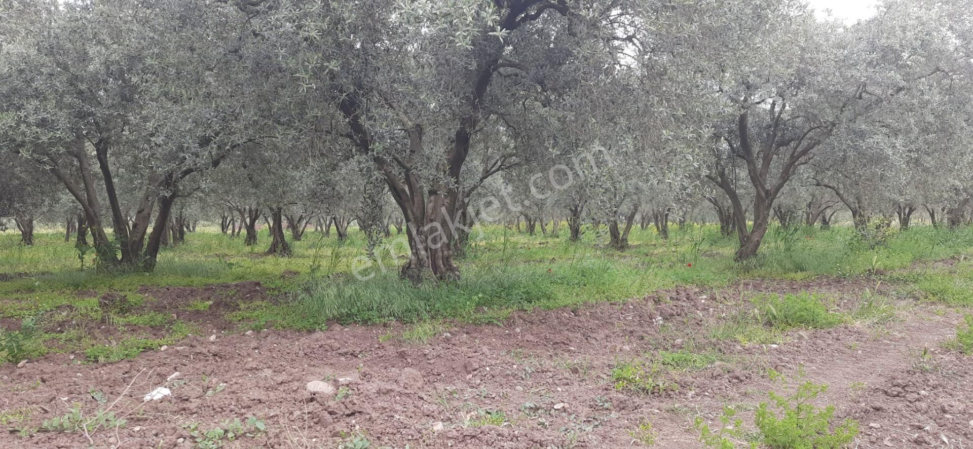 Satılık Bakımlı Zeytinlik - Görsel 14