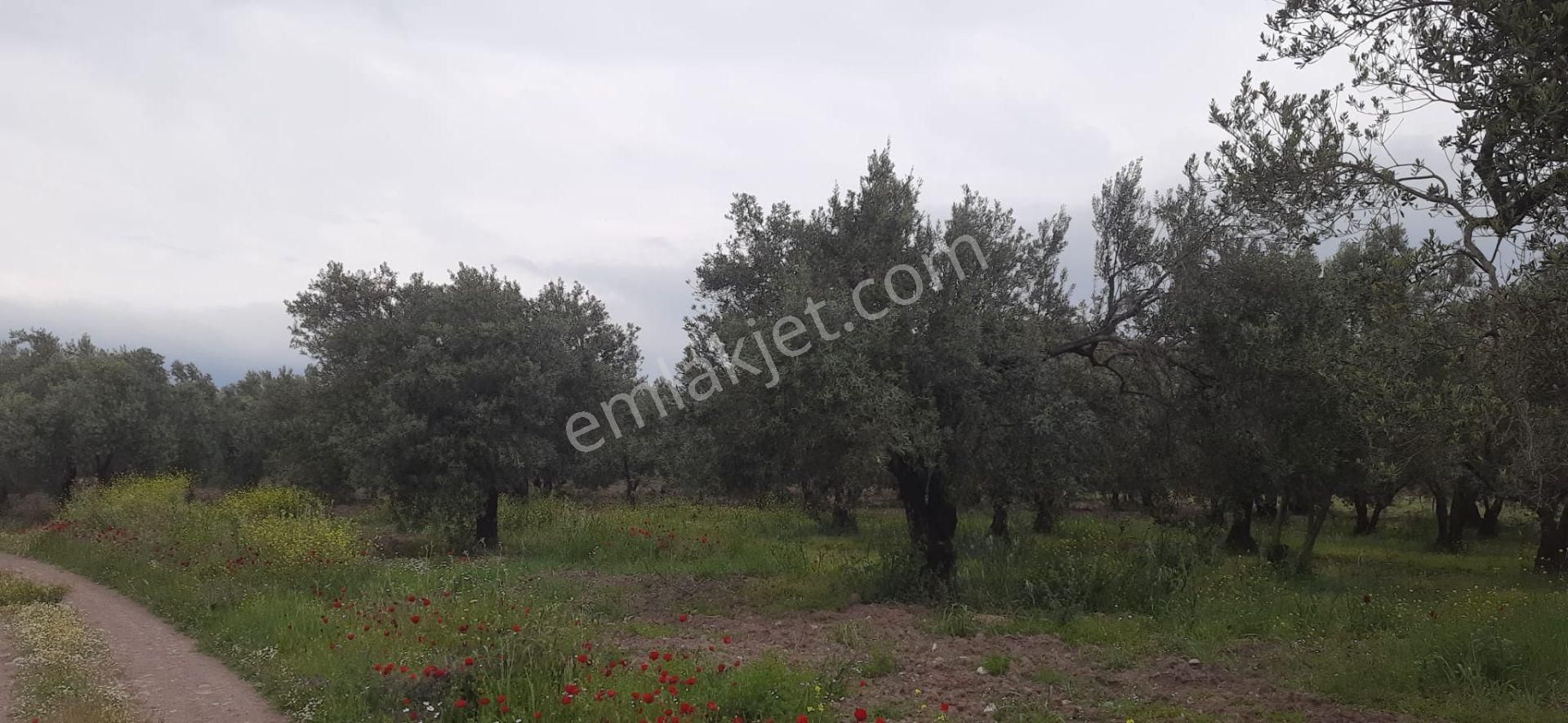 Satılık Bakımlı Zeytinlik - Görsel 8