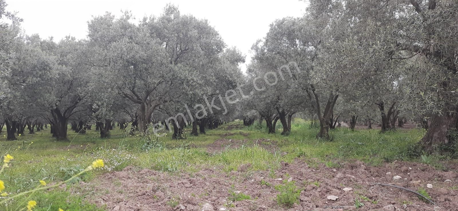 Satılık Bakımlı Zeytinlik - Görsel 35