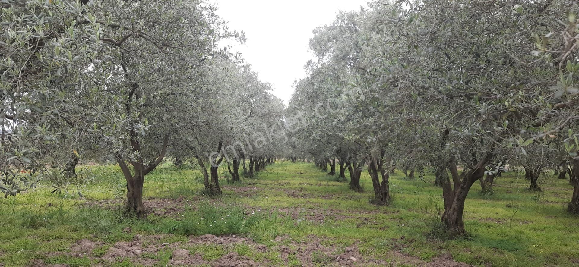 Satılık Bakımlı Zeytinlik - Görsel 5