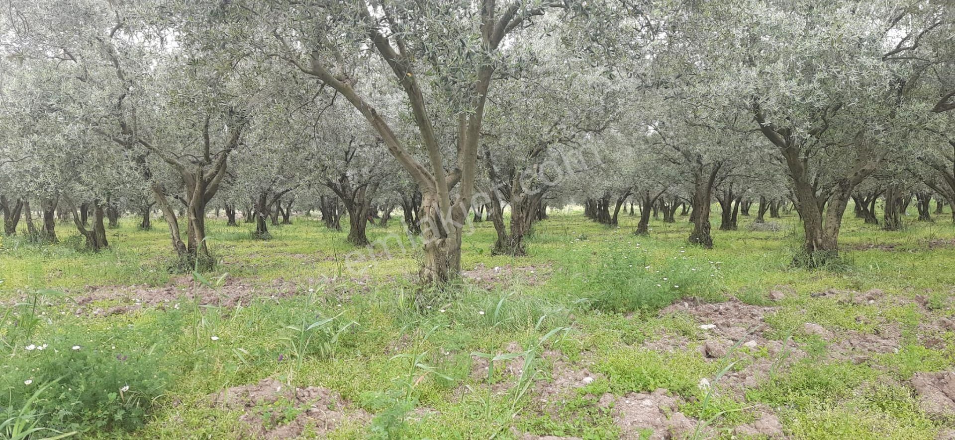 Satılık Bakımlı Zeytinlik - Görsel 6