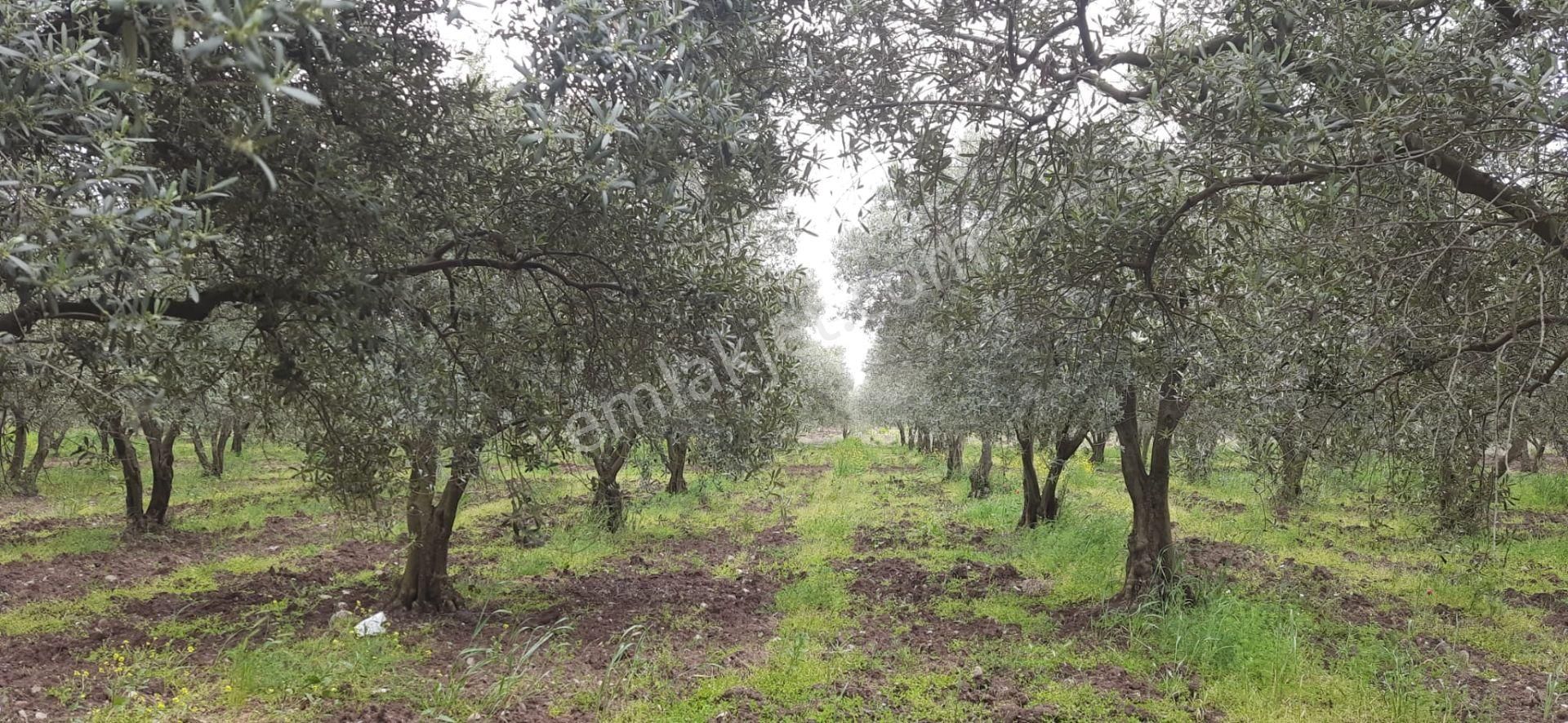 Satılık Bakımlı Zeytinlik - Görsel 24