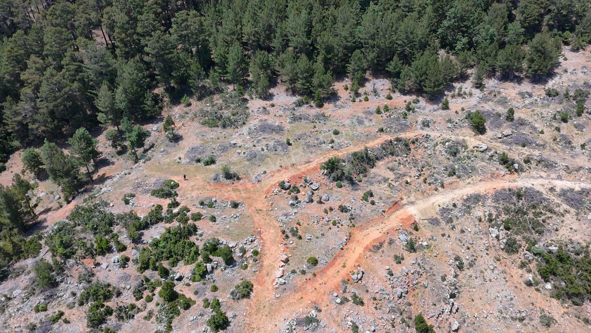 Akoluk'ta Düz Büyük Dönüm Masrafsız Tarla - Görsel 3