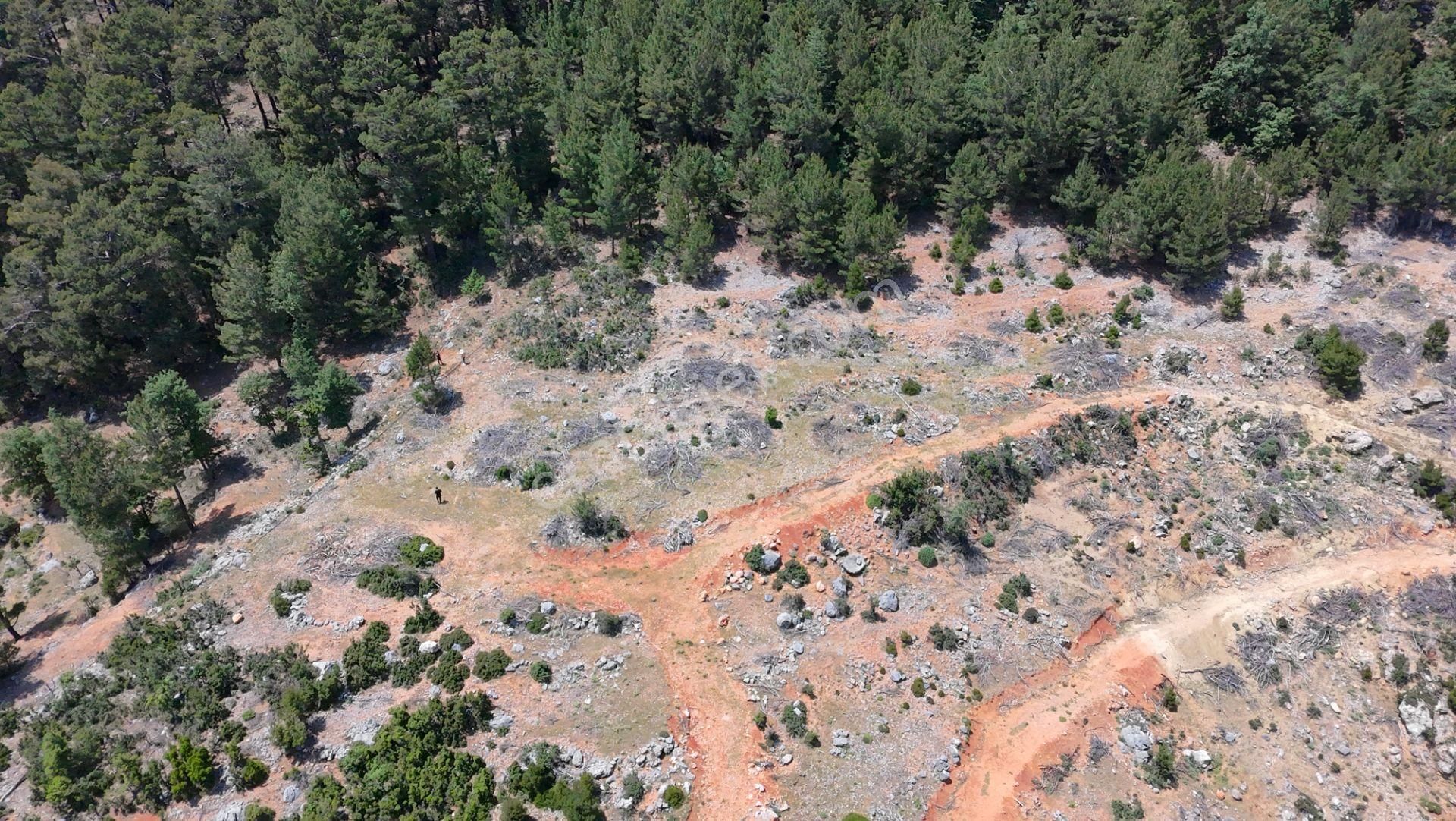Akoluk'ta Düz Büyük Dönüm Masrafsız Tarla - Görsel 4