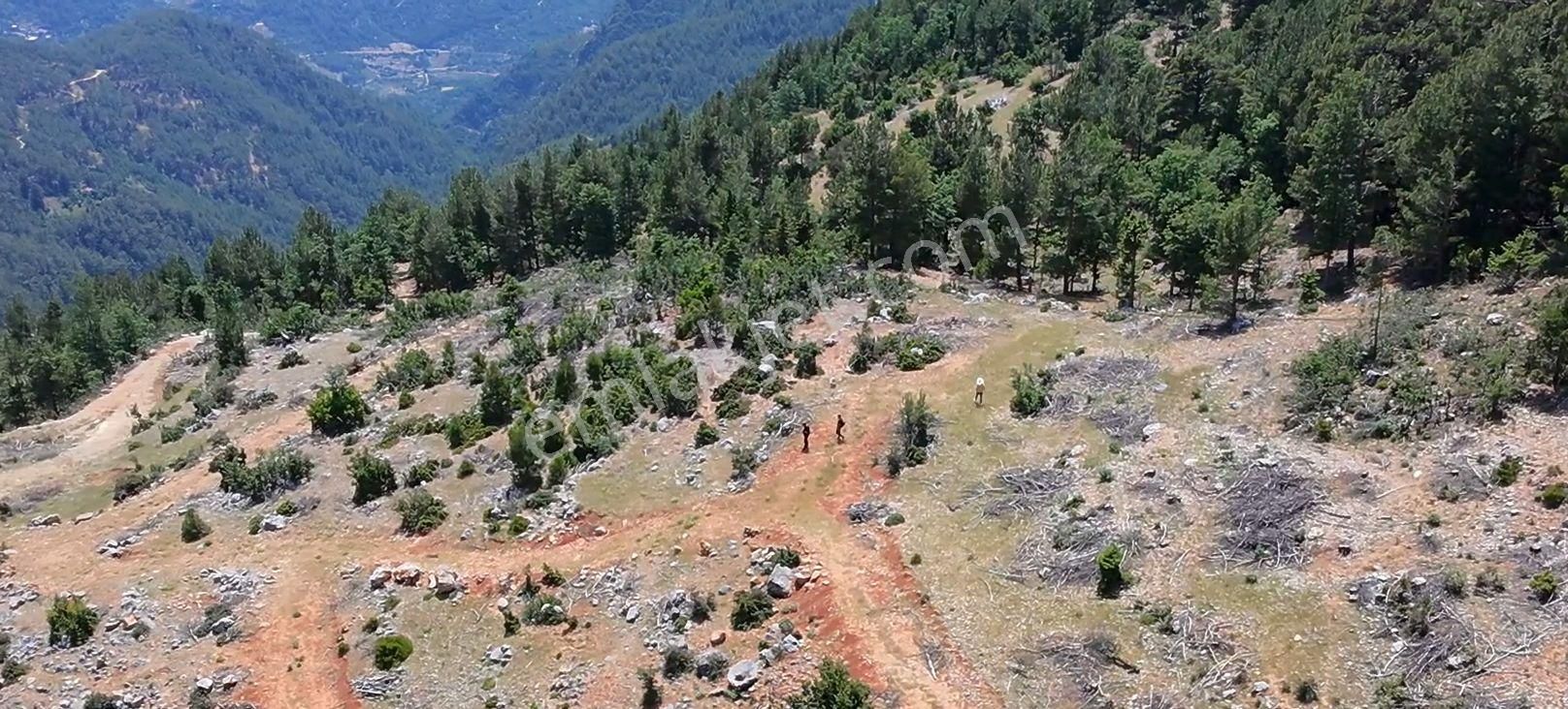 Akoluk'ta Düz Büyük Dönüm Masrafsız Tarla - Görsel 5