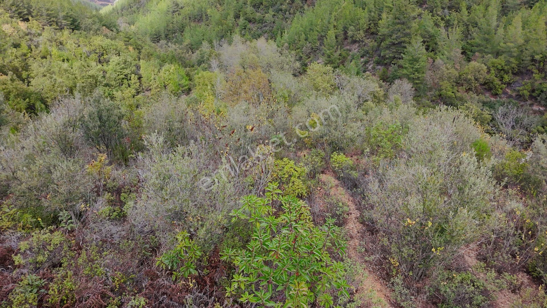 Göçük'te Satılık 2 Dönüm Tarla Akarsu Yanı - Görsel 4