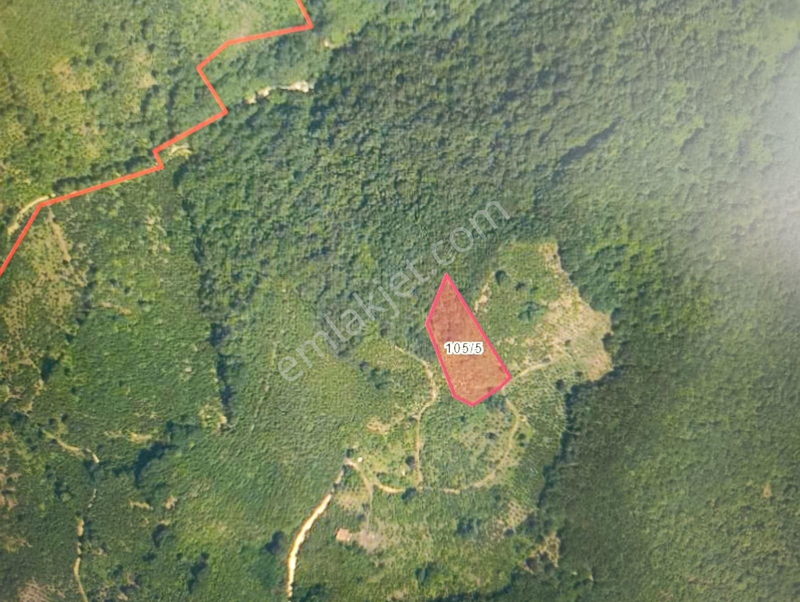 Ordu Fatsa Yeşiltepede 4.287 M² Tek Tapulu Fındık Bahçesi