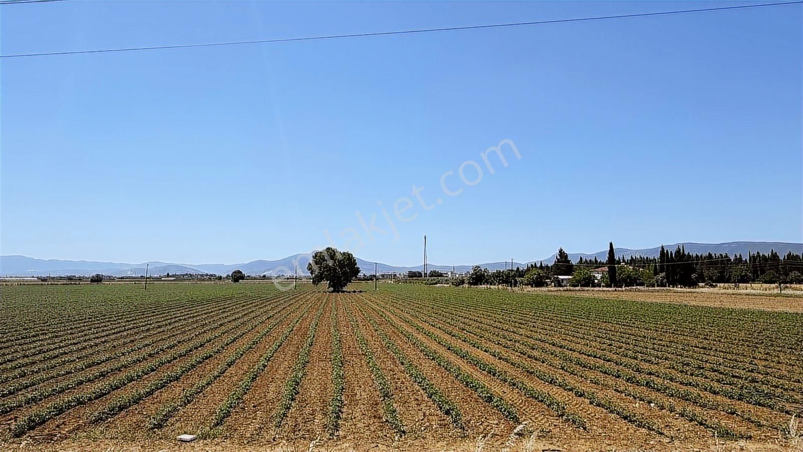 İzmir Torbalı Asfaltına Cephe Tek Tapu Kısmı Takas Tarla - Görsel 10
