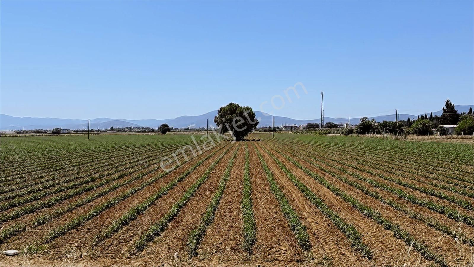 İzmir Torbalı Asfaltına Cephe Tek Tapu Kısmı Takas Tarla - Görsel 15
