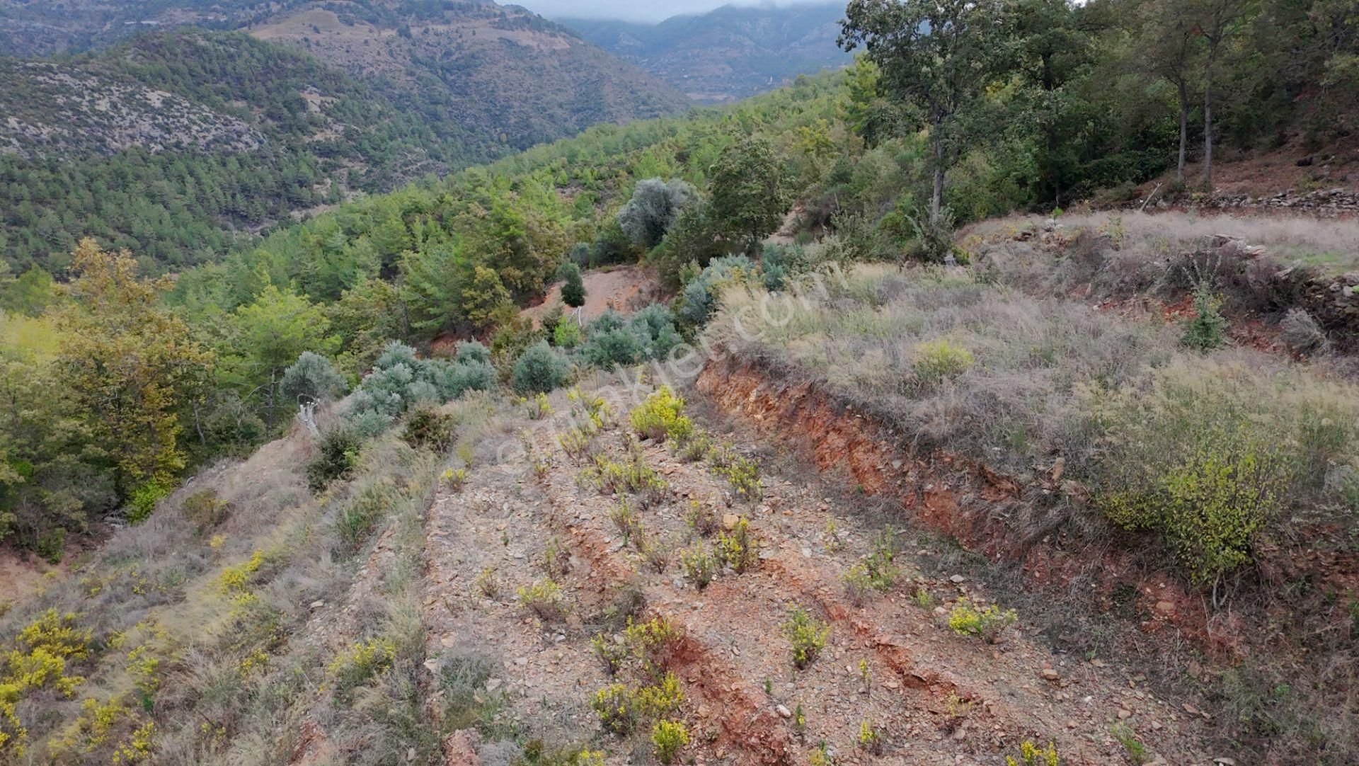Zeytinada’da Emsallerinin Altında Yatırımlık Hobi Bahçesi - Görsel 5