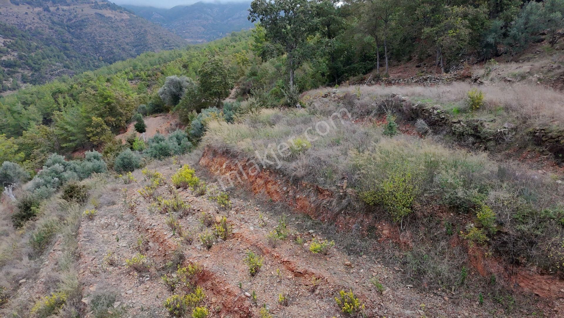 Zeytinada’da Emsallerinin Altında Yatırımlık Hobi Bahçesi - Görsel 4