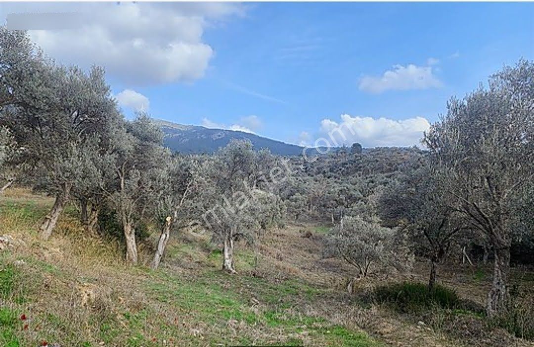 Satılık Zeytinlik Torbalı Karaot Mahallesinde