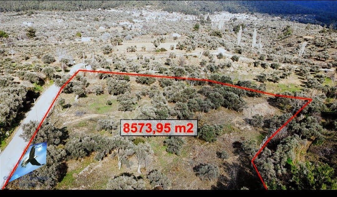 Satılık Zeytinlik Torbalı Karaot Mahallesinde - Görsel 5