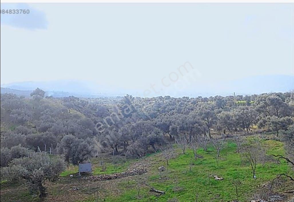 Satılık Zeytinlik Torbalı Karaot Mahallesinde - Görsel 11