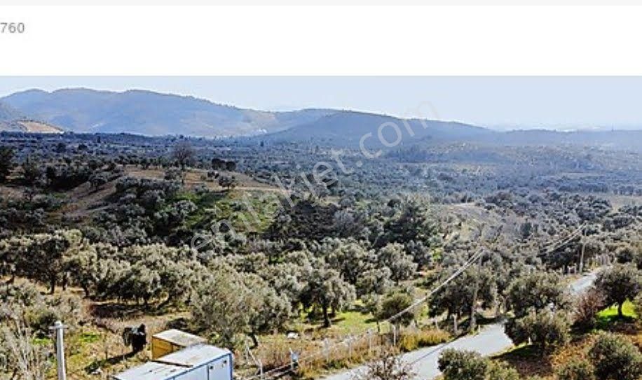 Satılık Zeytinlik Torbalı Karaot Mahallesinde - Görsel 6