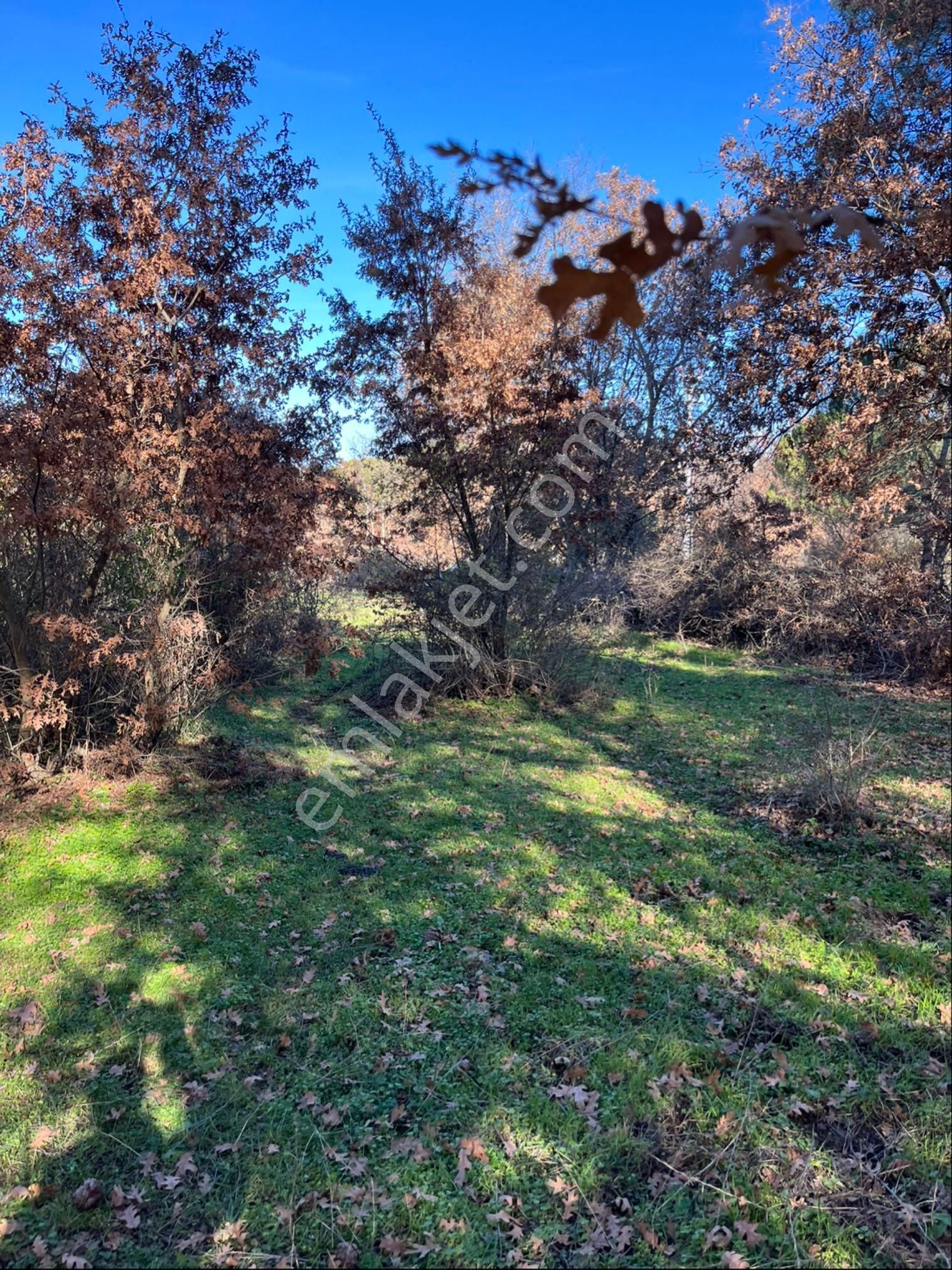 Kozak Çelebi Emlak Tan Ayvalık Yoluna 200 Metre Mesafede Yola Cepheli Çamlık - Görsel 5