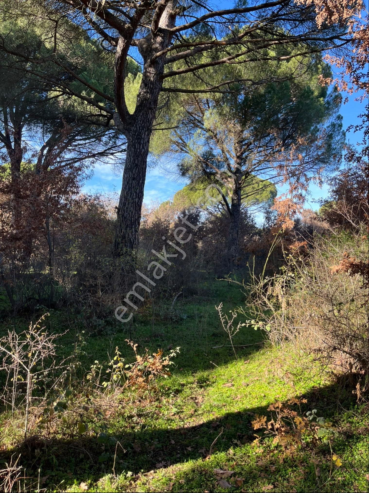 Kozak Çelebi Emlak Tan Ayvalık Yoluna 200 Metre Mesafede Yola Cepheli Çamlık - Görsel 4