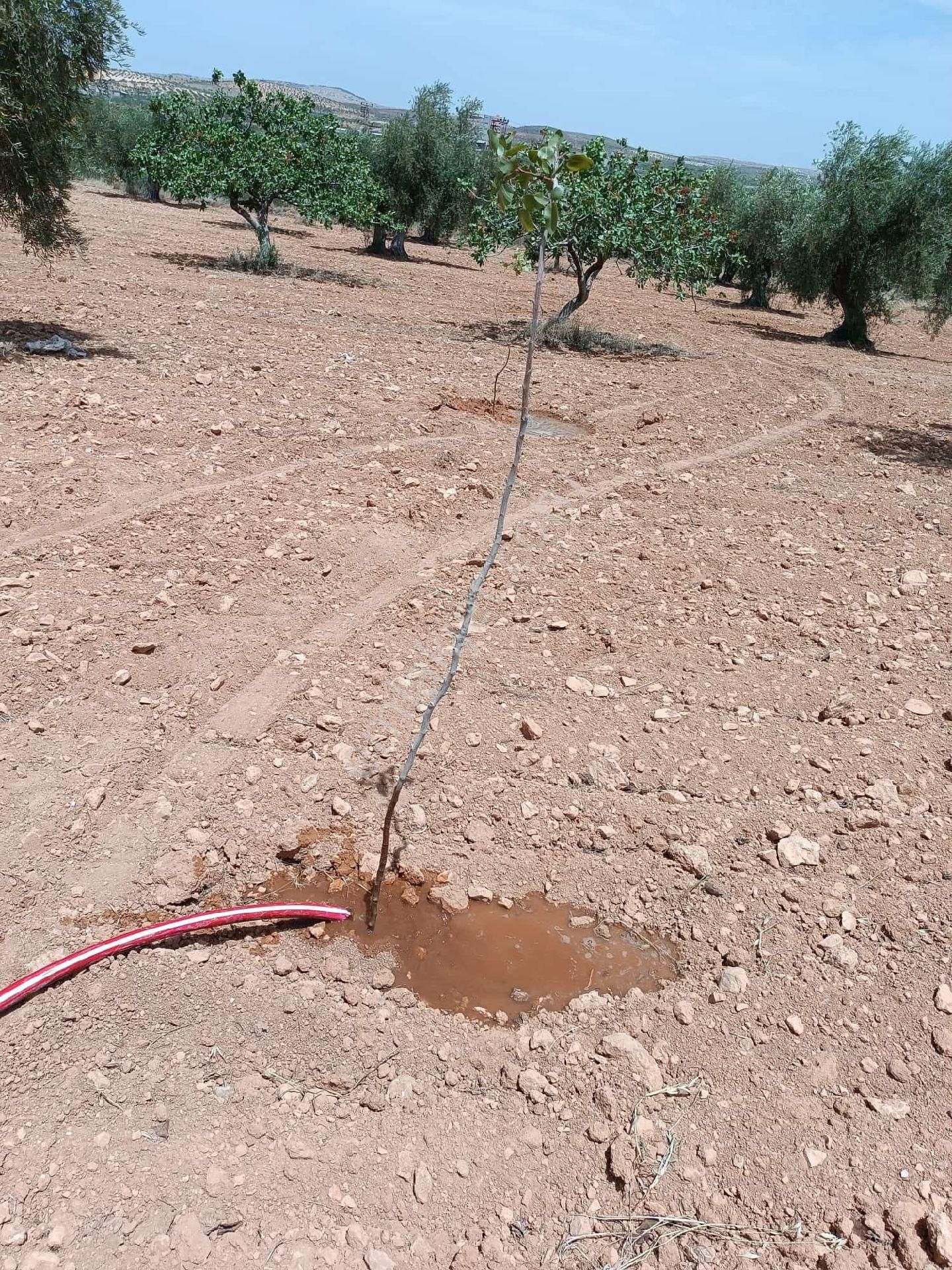 Nizip Sekilide Satılık Fıstık Zeytin - Görsel 14