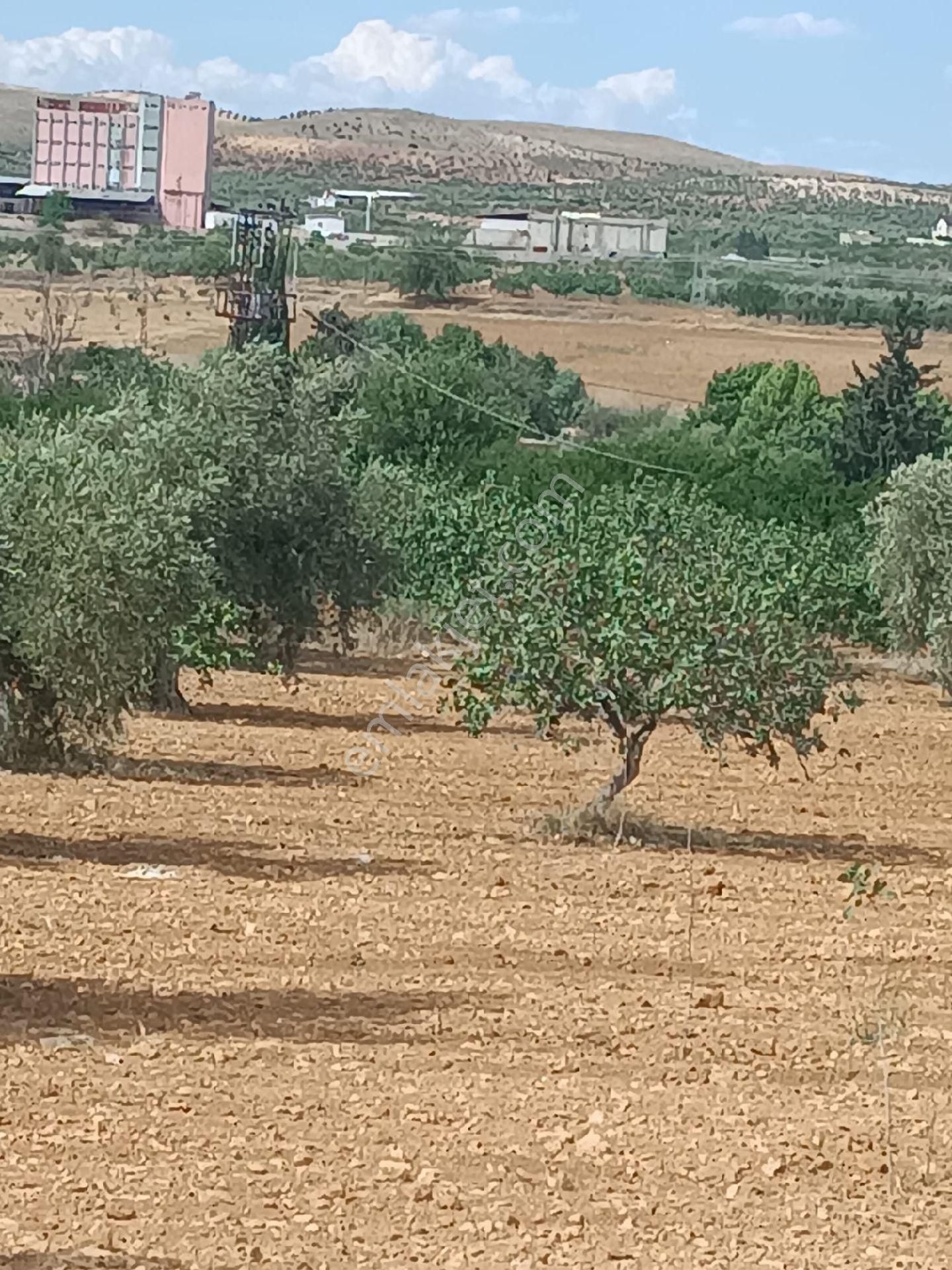 Nizip Sekilide Satılık Fıstık Zeytin - Görsel 4