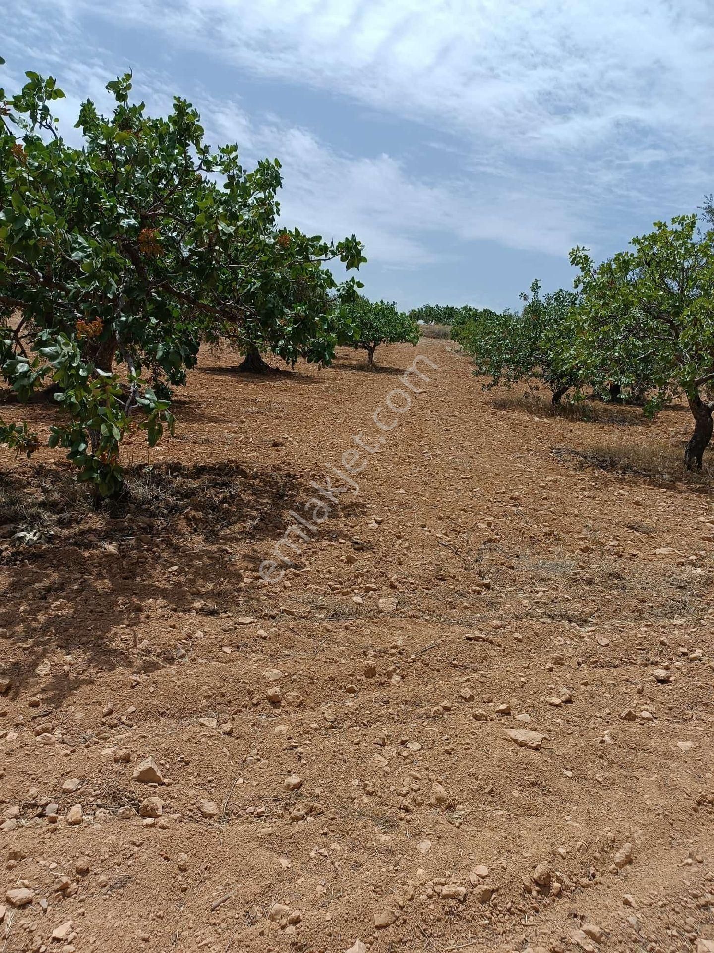 Nizip Sekilide Satılık Fıstık Zeytin - Görsel 13