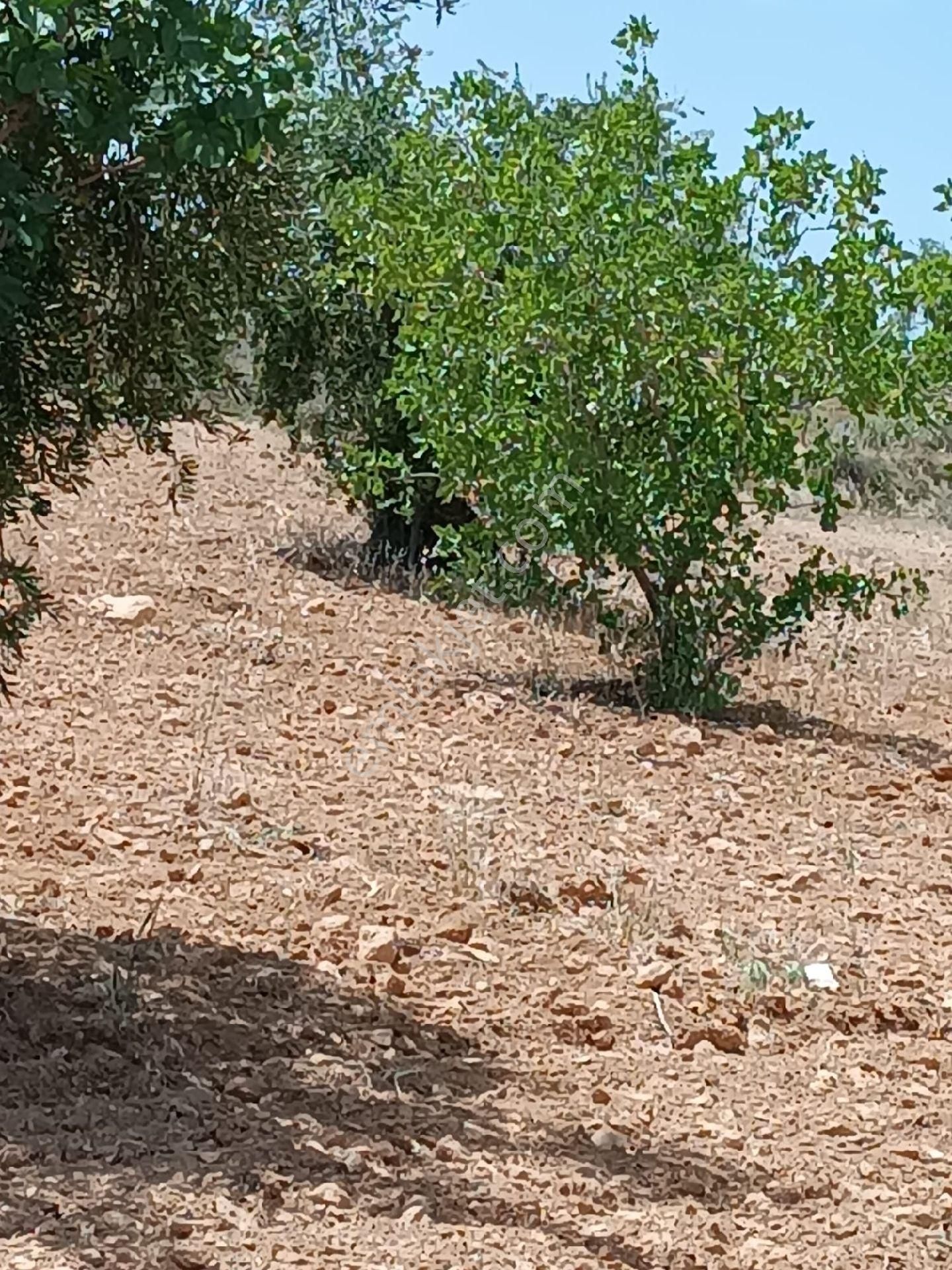 Nizip Sekilide Satılık Fıstık Zeytin - Görsel 6