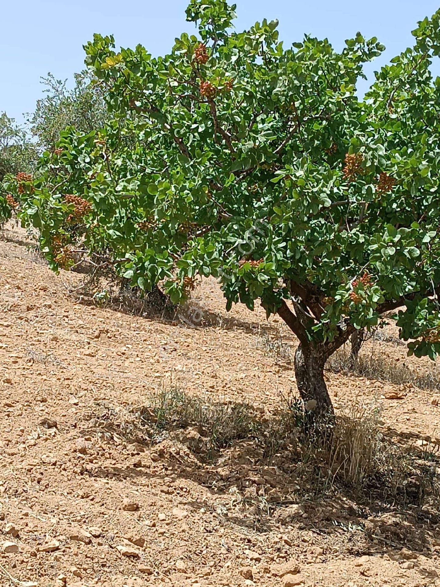 Nizip Sekilide Satılık Fıstık Zeytin