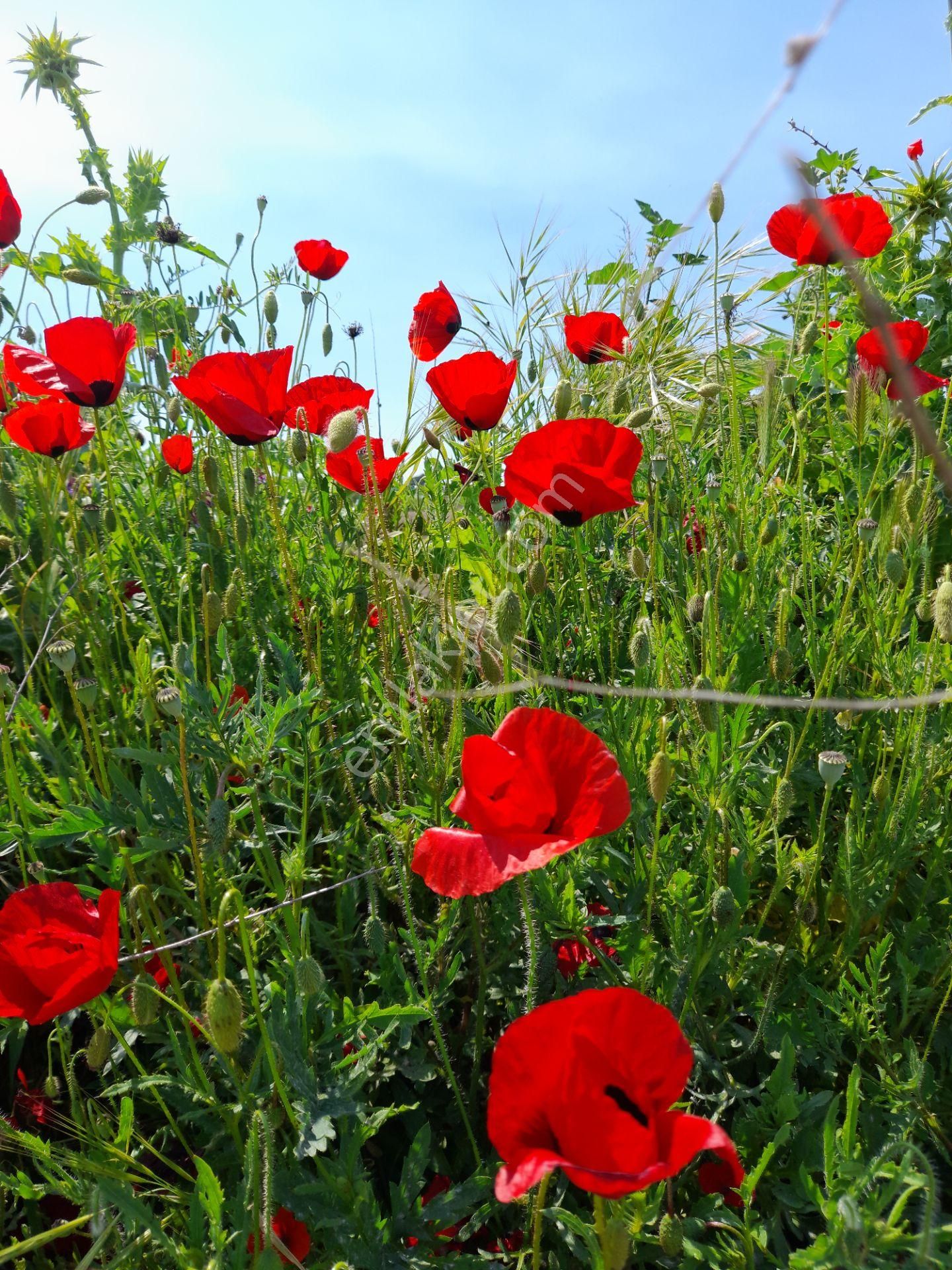 Atakent 3. Etap Kiralık 2+1 - Görsel 2