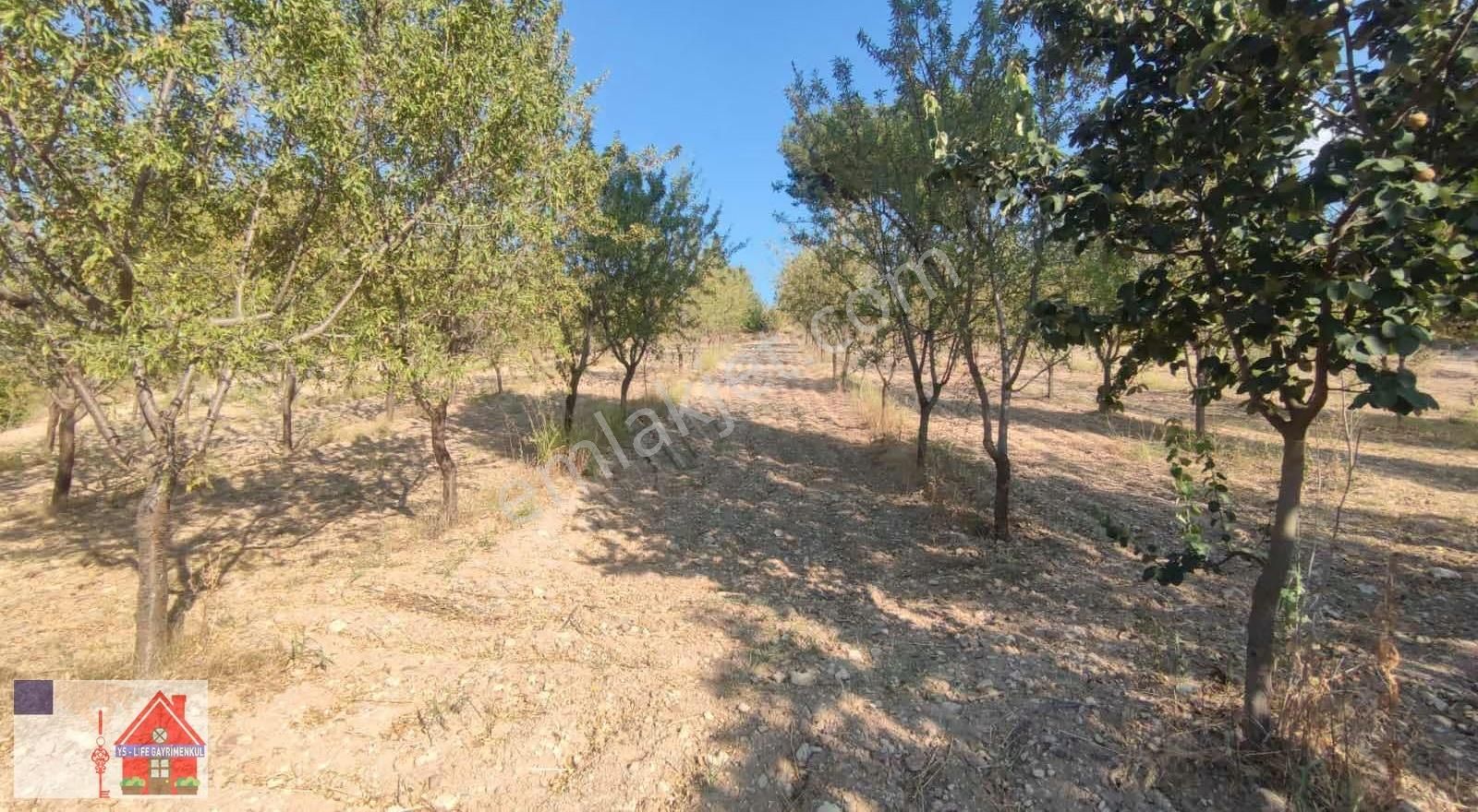 Çamrak Da 13 Dönüm Cevizlik Ve Bademlik - Görsel 9