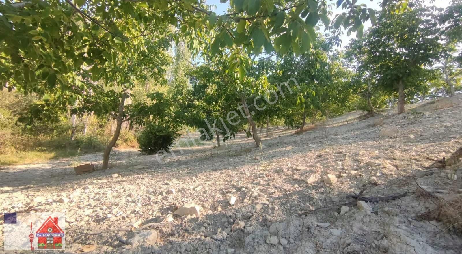 Çamrak Da 13 Dönüm Cevizlik Ve Bademlik - Görsel 5