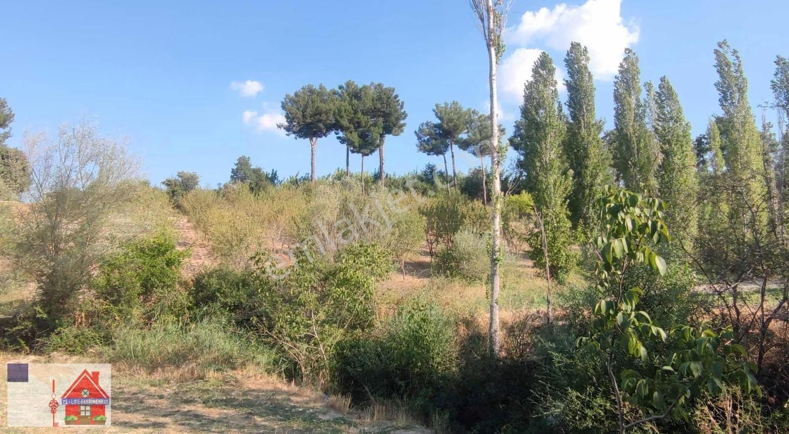 Çamrak Da 13 Dönüm Cevizlik Ve Bademlik - Görsel 4