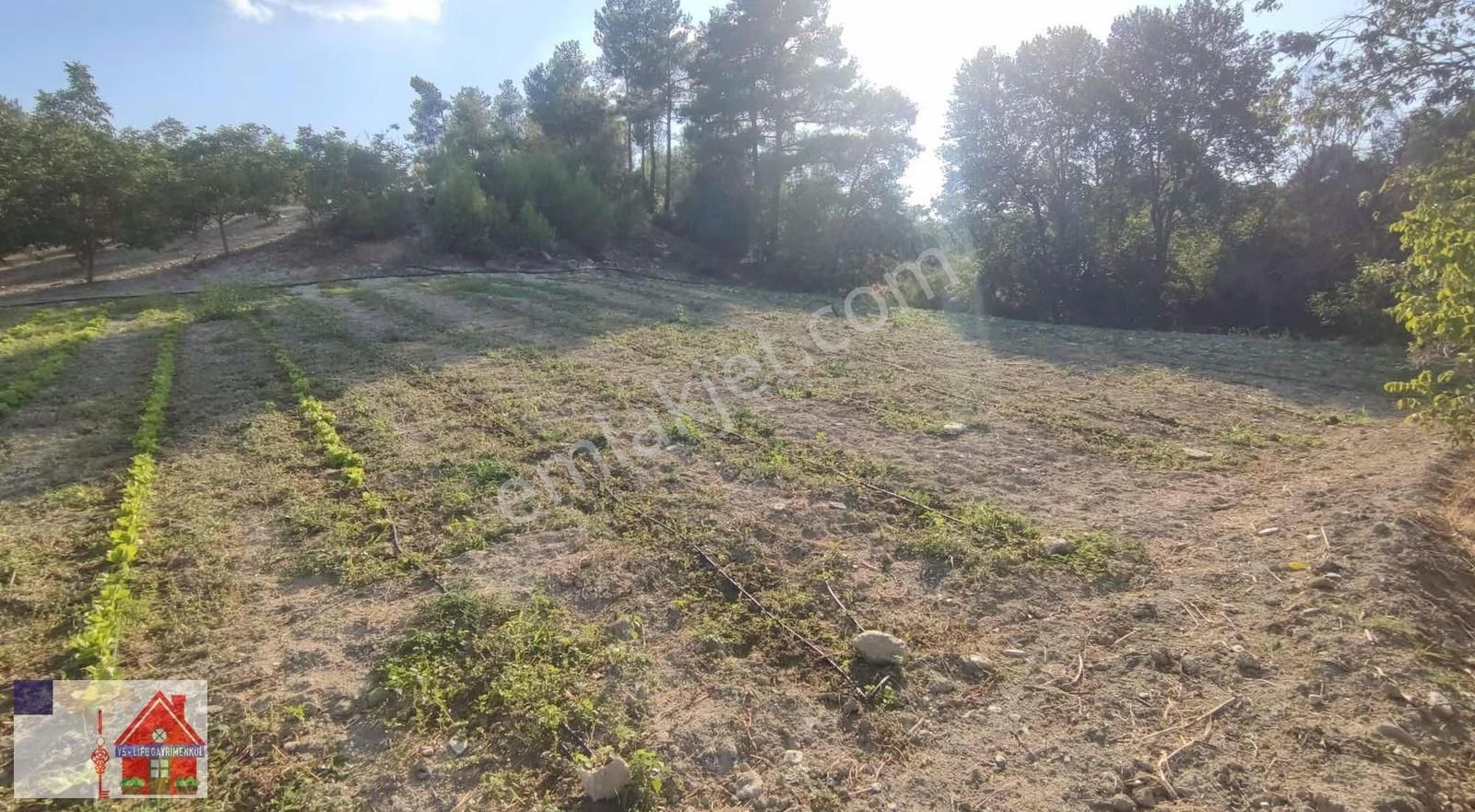 Çamrak Da 13 Dönüm Cevizlik Ve Bademlik - Görsel 6