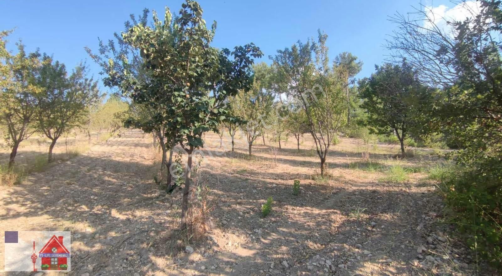 Çamrak Da 13 Dönüm Cevizlik Ve Bademlik - Görsel 10