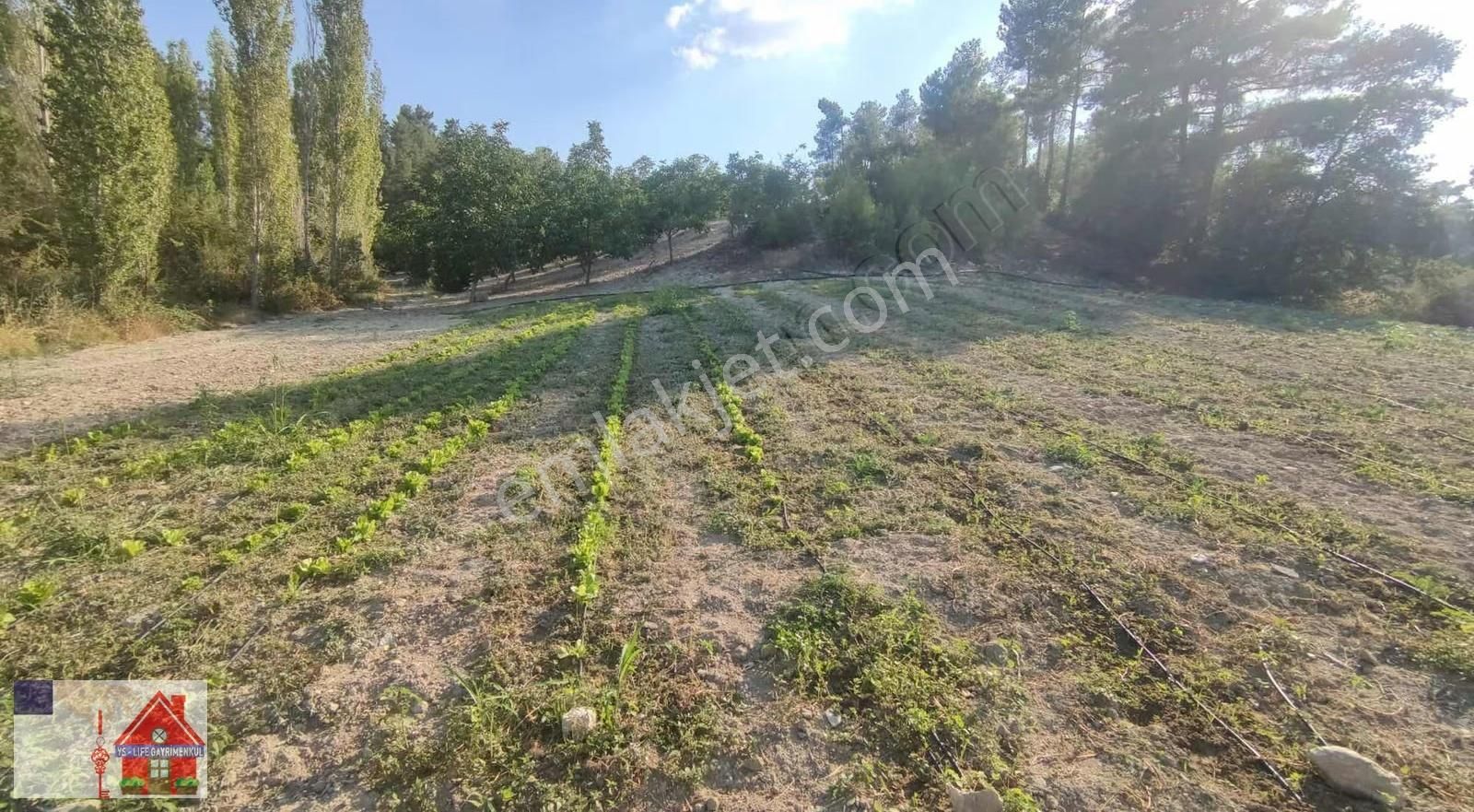 Çamrak Da 13 Dönüm Cevizlik Ve Bademlik - Görsel 3