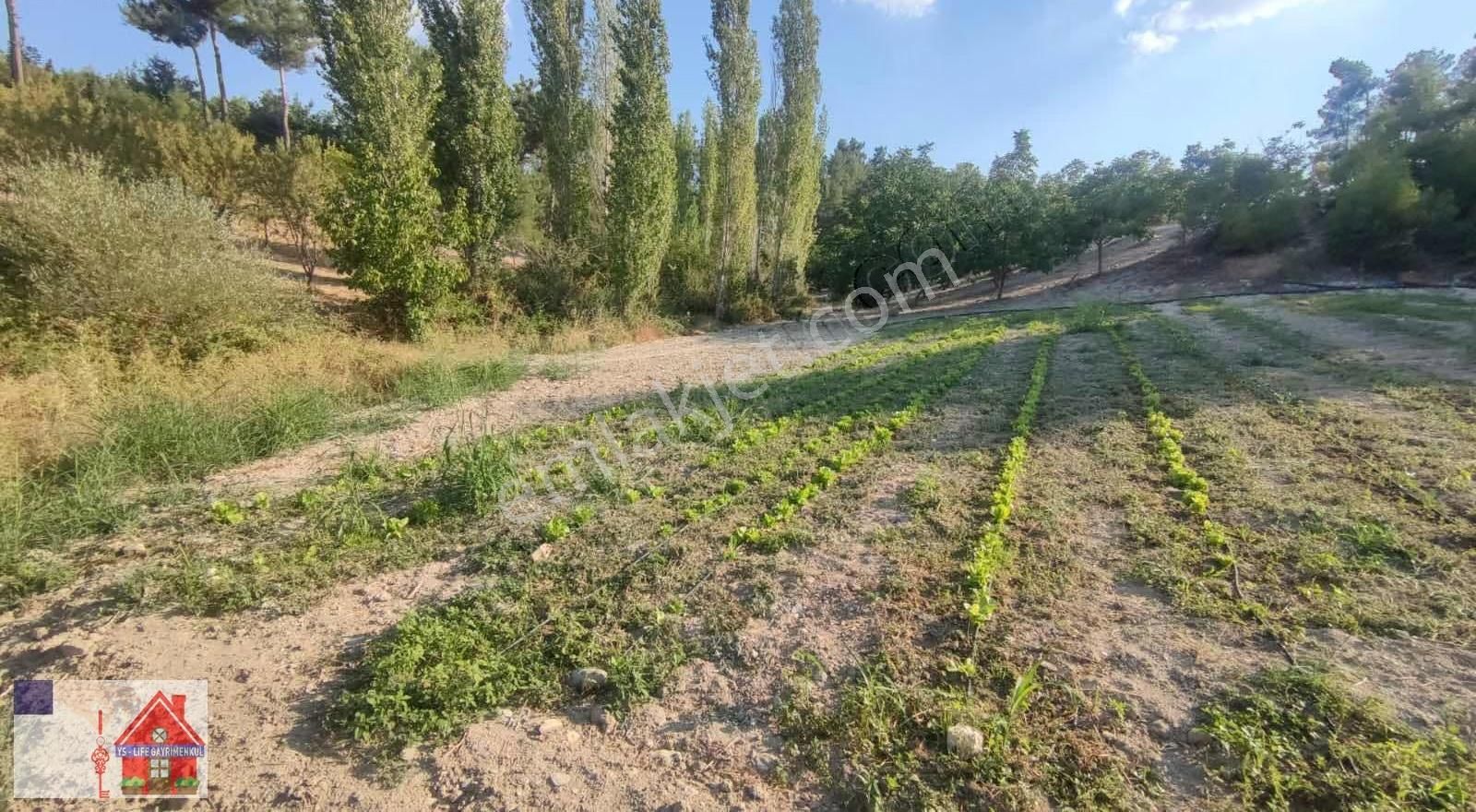 Çamrak Da 13 Dönüm Cevizlik Ve Bademlik - Görsel 12