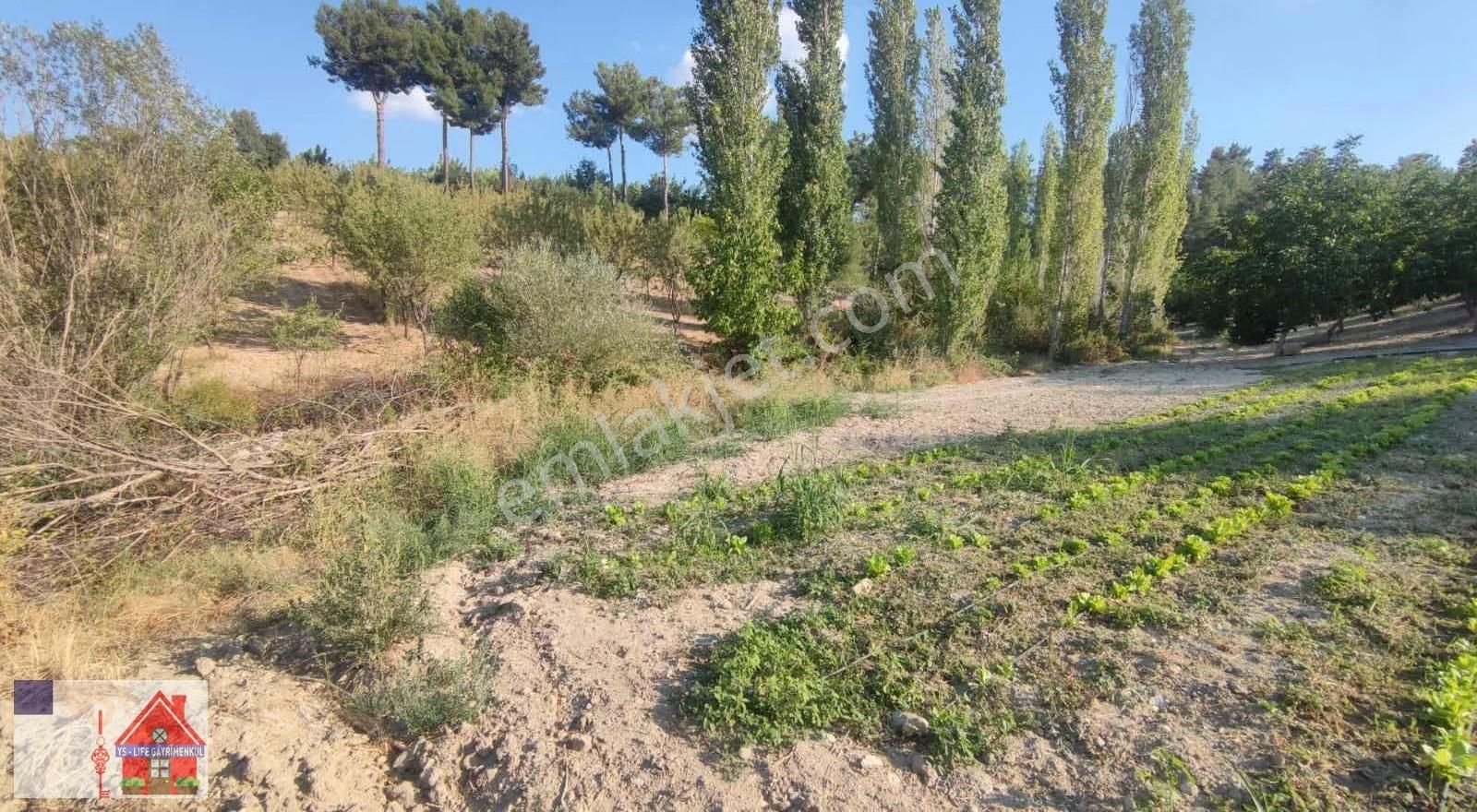 Çamrak Da 13 Dönüm Cevizlik Ve Bademlik - Görsel 11