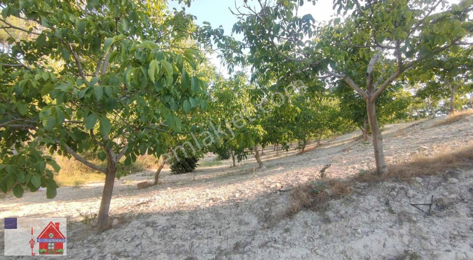 Çamrak Da 13 Dönüm Cevizlik Ve Bademlik