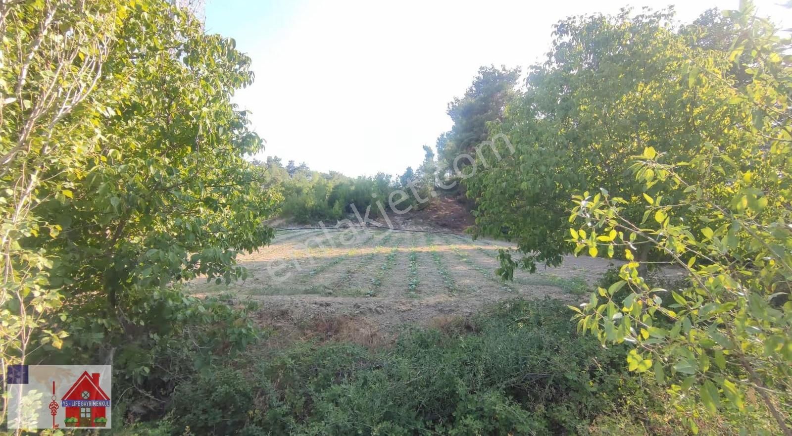 Çamrak Da 13 Dönüm Cevizlik Ve Bademlik - Görsel 7