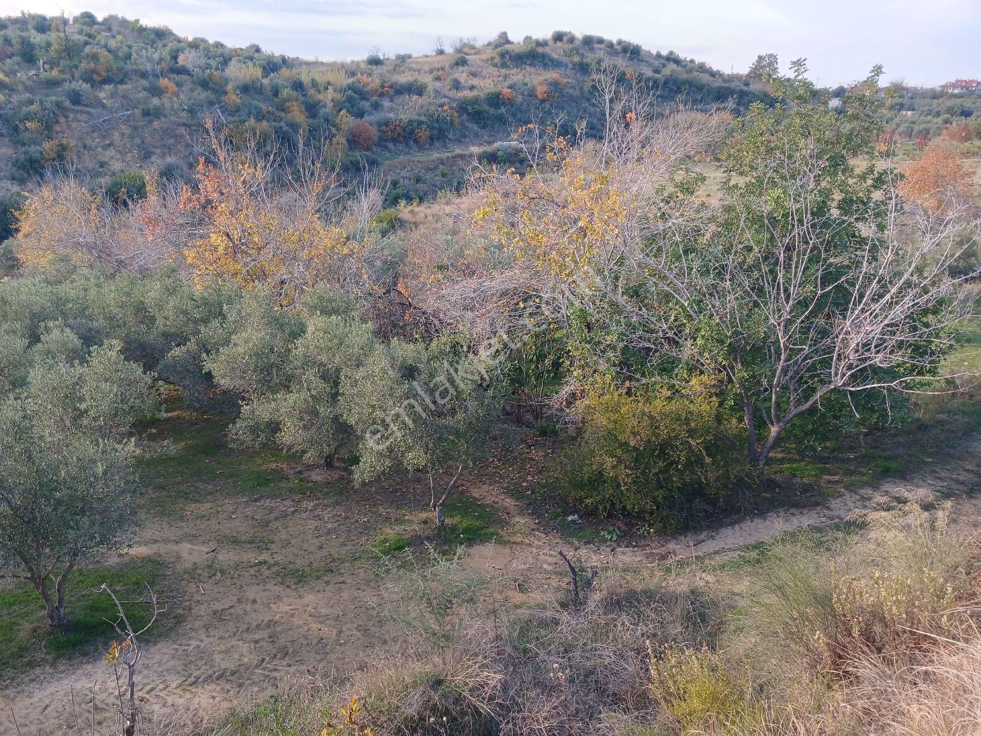Manavgat Demirciler De Satılık 2 Dönüm Tarla - Görsel 2