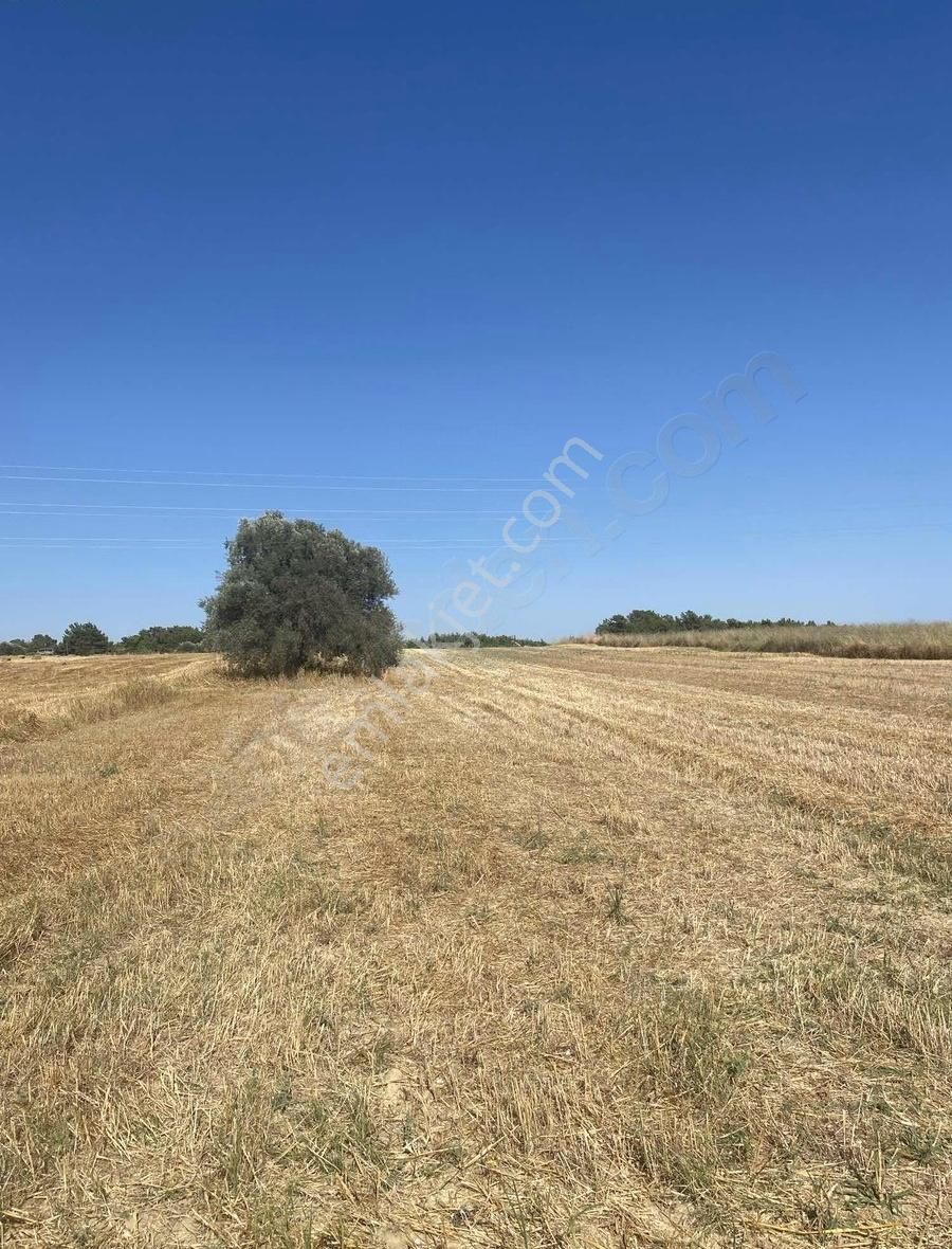 Manavgat Yavrudoğanda Denize Yakın Satılık 5000 M² Tarla! - Görsel 3