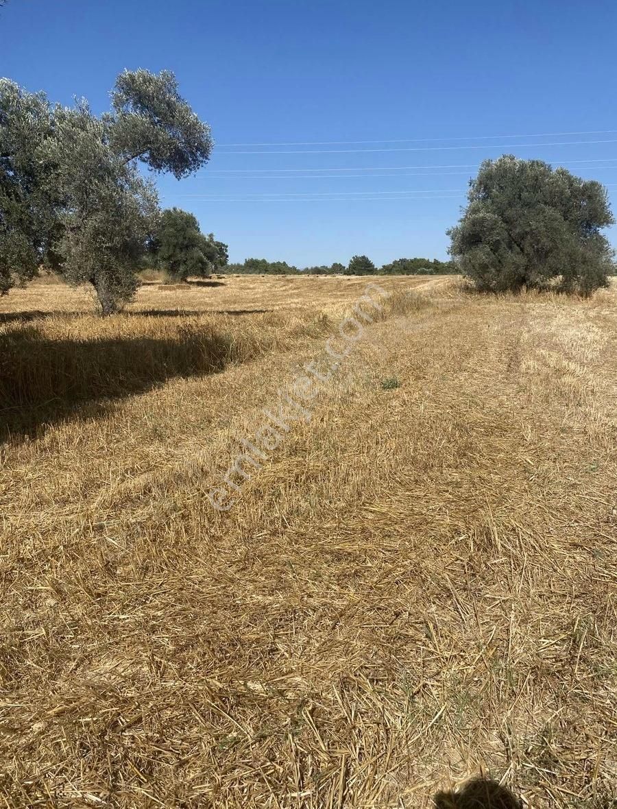 Manavgat Yavrudoğanda Denize Yakın Satılık 5000 M² Tarla! - Görsel 2