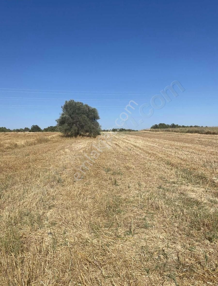 Manavgat Yavrudoğanda Denize Yakın Satılık 5000 M² Tarla!