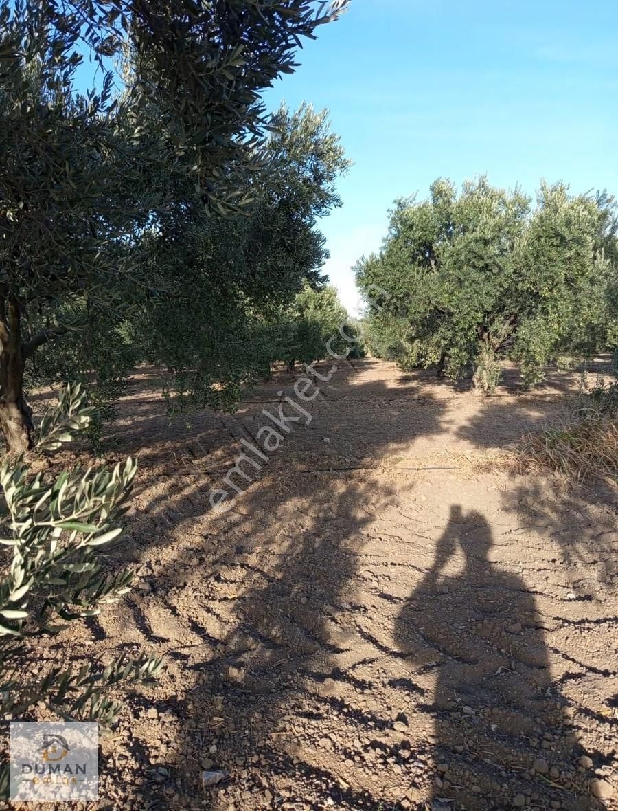 Duman Emlak'tan Satılık 22.8 Dönüm Zeytinlik Ve Elma Bahçesi - Görsel 3