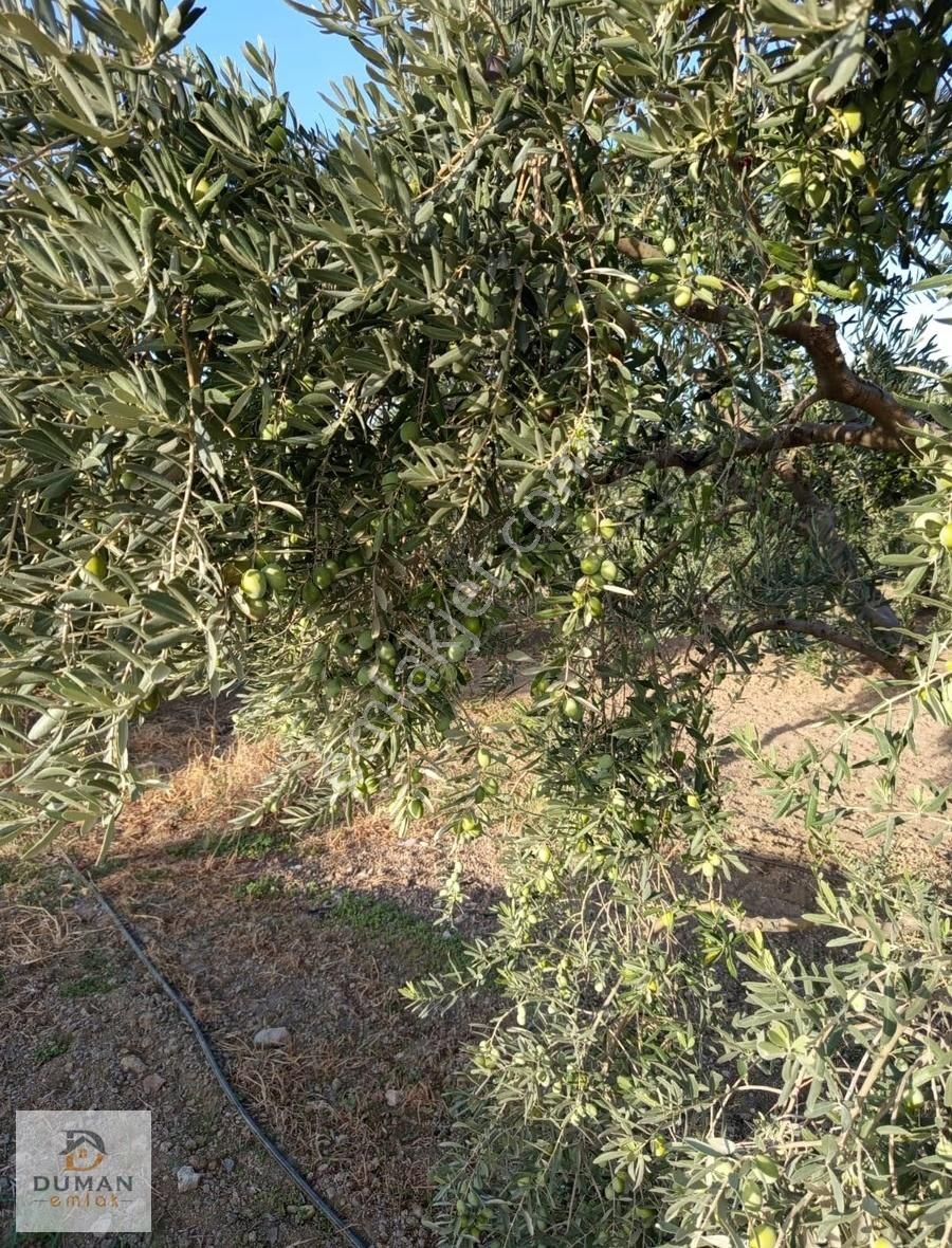 Duman Emlak'tan Satılık 22.8 Dönüm Zeytinlik Ve Elma Bahçesi - Görsel 2