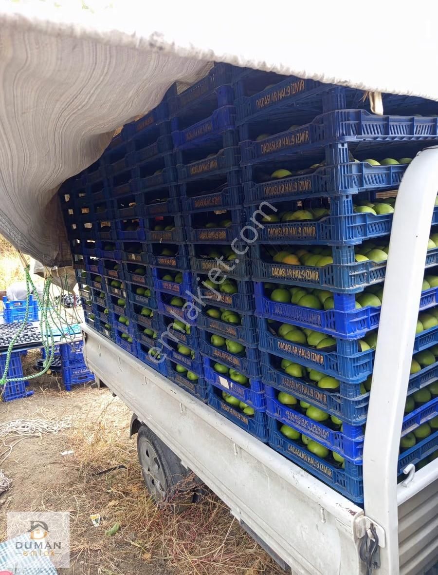 Duman Emlak'tan Satılık 22.8 Dönüm Zeytinlik Ve Elma Bahçesi - Görsel 5